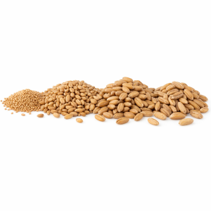 Foto de Variedad de Trigo